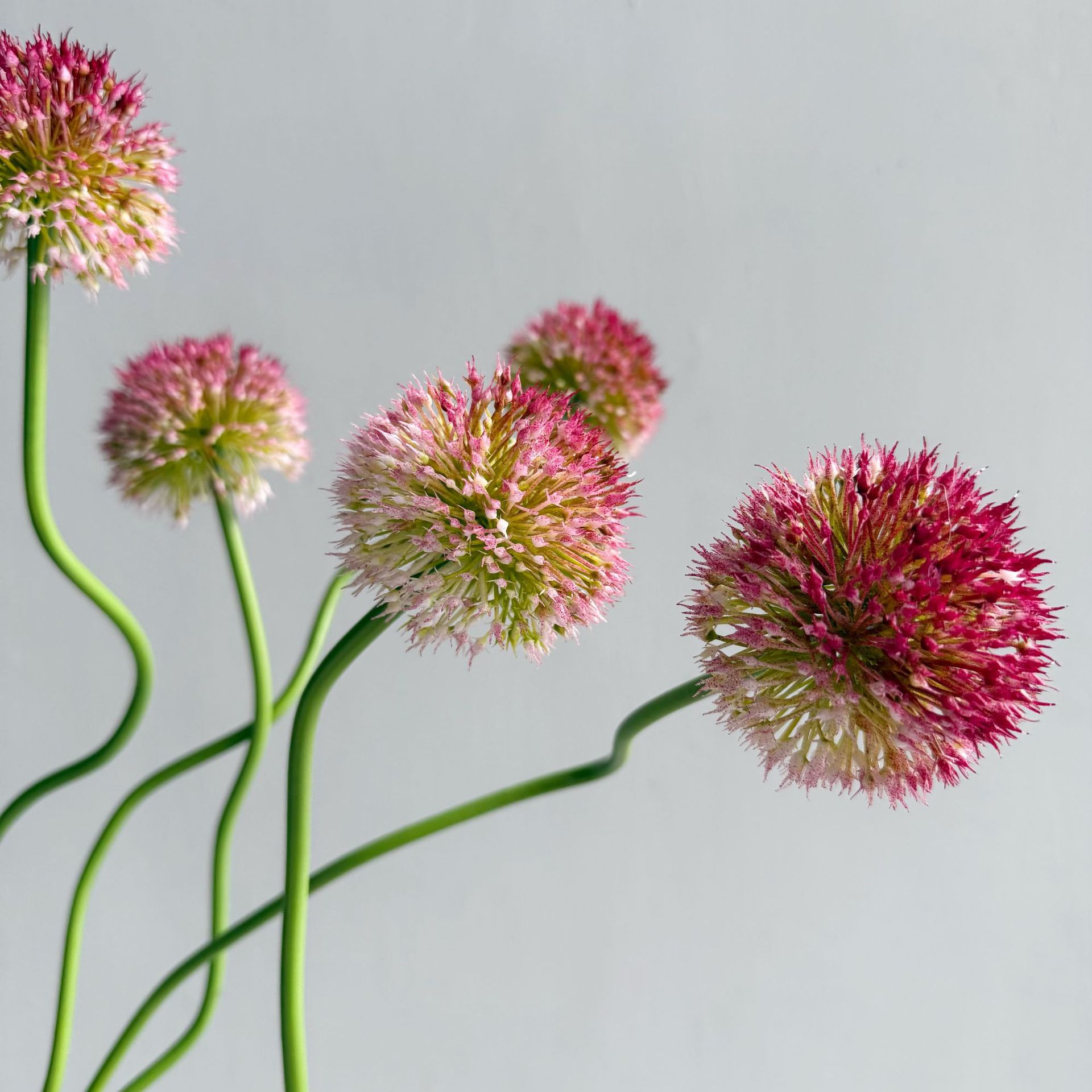 5 unidades de bolas de cebolla - Baby Nursery Decor Ideas reseña y precio